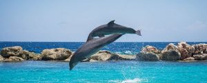 Dolphins of Maldives